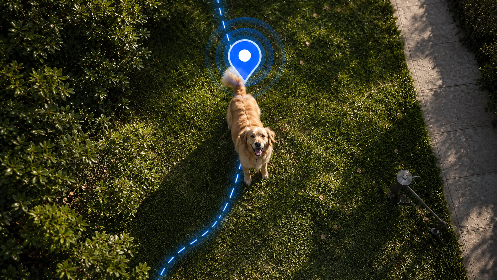 Golden retriever's live location shown on a garden lawn
